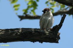 Moineau friquet